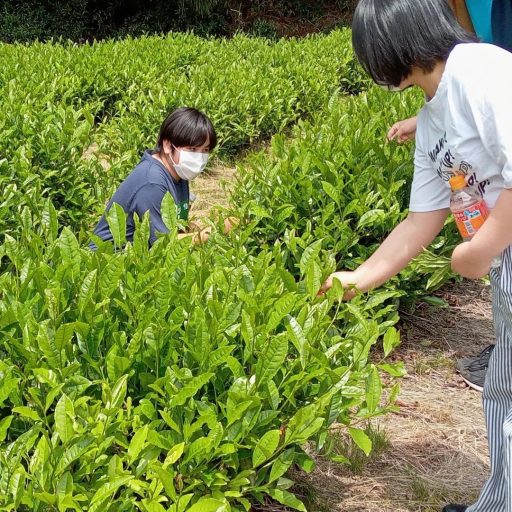 板荷茶「お茶摘み体験」してきました